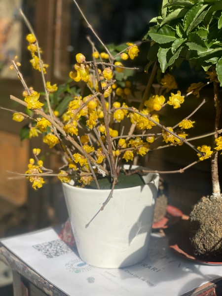 寒いけど今しか見れないお花もある